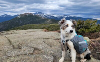Winter Trails, Wagging Tails: How to Hike Safely With Your Dog