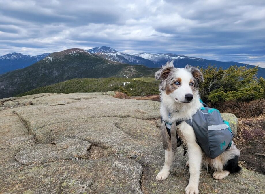 Winter Trails, Wagging Tails: How to Hike Safely With Your Dog