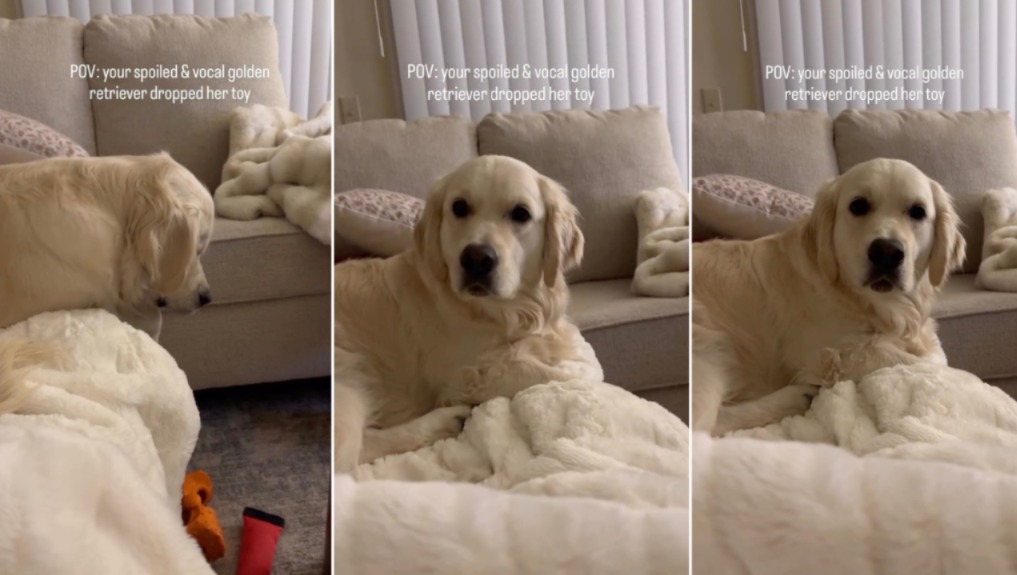 Couch‑to‑Comedy: Watch a Golden Pup Turn Toy Trouble Into Sassy Gold