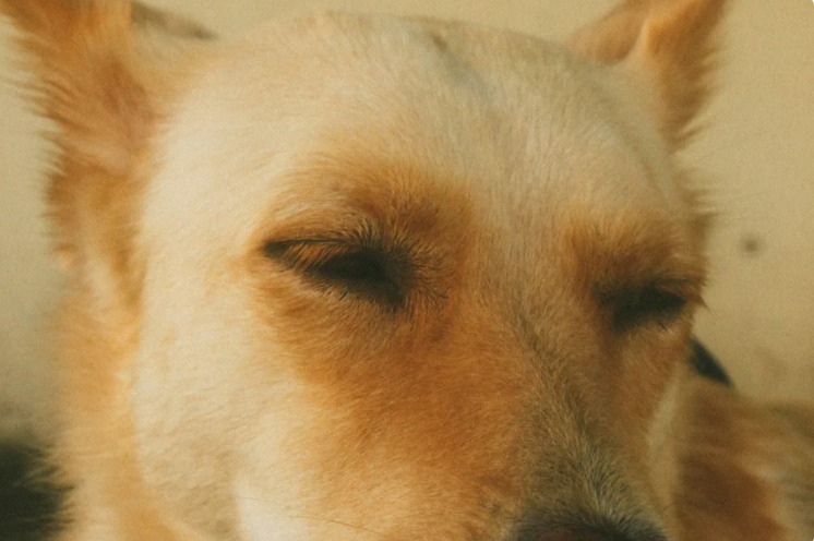Three-Legged Wonder Dog Demands a Kiss Before Dinner — and Melts Hearts