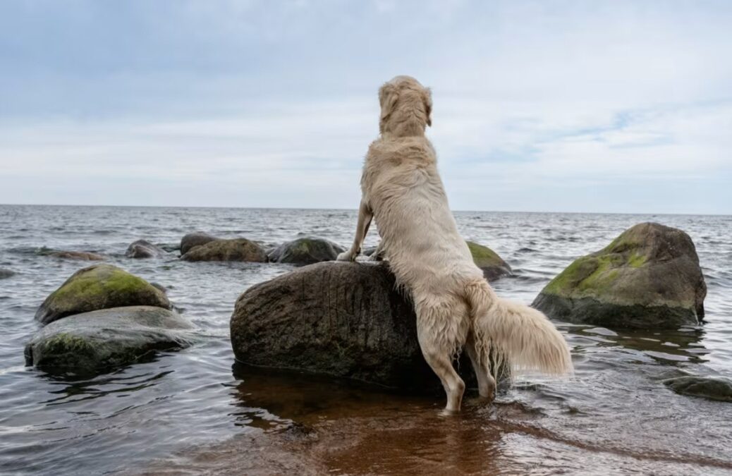 Meet Hugo: The Golden Retriever With Swoopy ‘Emo Hair’ Stealing Hearts Online