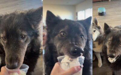 Snack Time With Feelings: When a Dog’s Eyes Tell the Whole Story
