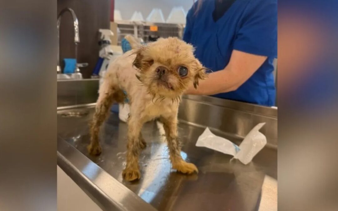 Too Old, Too Small — Until Love Showed Up: Igor’s Miraculous Rescue and Rebirth