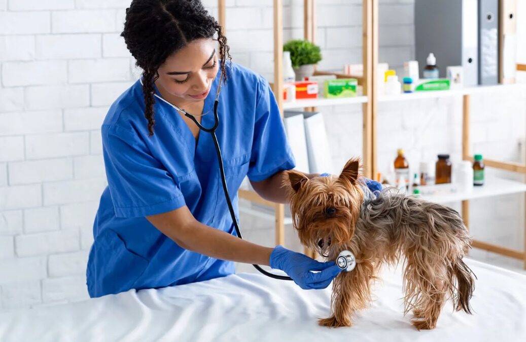 Is Pet Insurance Worth It? What Every Pet Parent Should Know