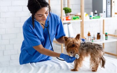 Is Pet Insurance Worth It? What Every Pet Parent Should Know