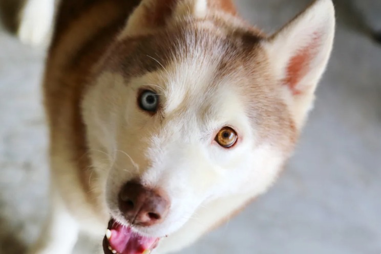 Starving, Alone, and Then Rescued — This Husky Mix Found Hope Again