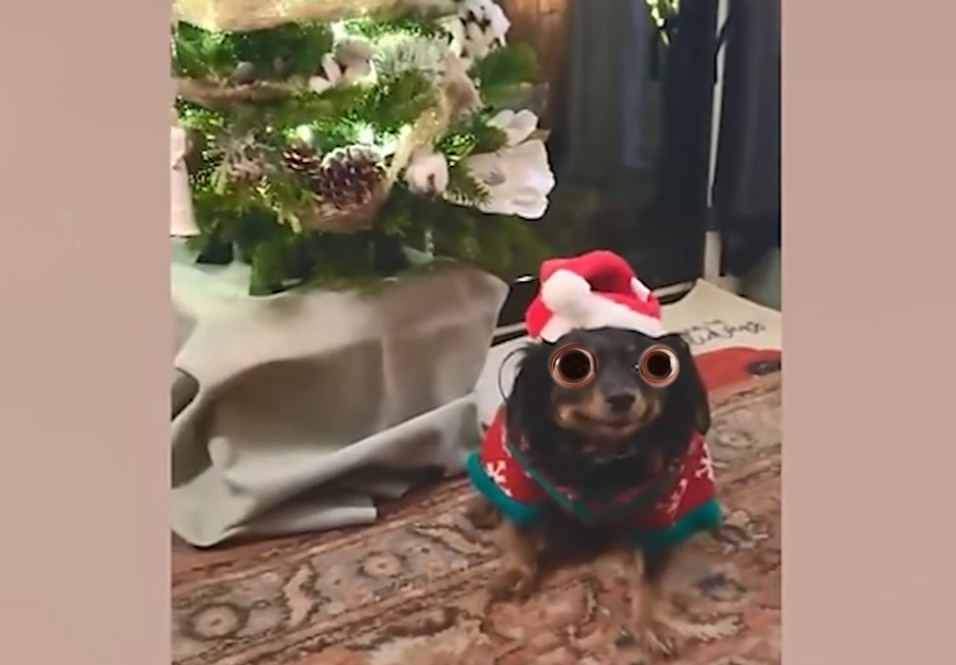 When Dogs Turn Life Into a Comedy Show 🤣🐶