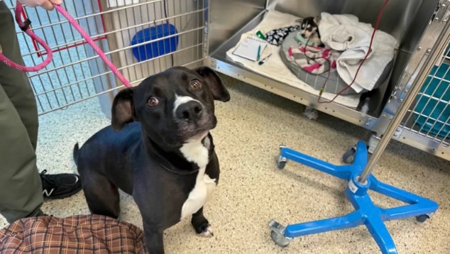 More Than a Resident, He’s a Lifesaver: The Heartbreakingly Sweet Story of Jelly the Pit Bull