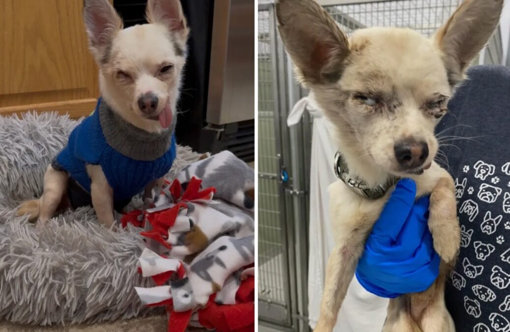 Deaf, Toothless, and Near Death — Then This Tiny Dog Shocked Everyone