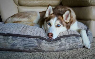 Husky Throws a Hilarious Human-Style Tantrum and the Internet Can’t Stop Laughing