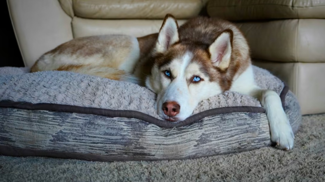 Husky Throws a Hilarious Human-Style Tantrum and the Internet Can’t Stop Laughing