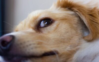 No Boundaries, Just Bubbles: The Mastiff Who Wanted a Spa Day