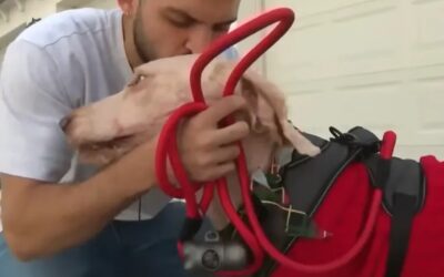 A Viral Rescue: The Heart-Wrenching Doorbell Footage That Led to Leo the Goldendoodle’s Forever Home