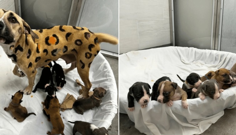 Painted “Leopard” Pup & Her Nine Babies — Rescued from the Heat Just in Time