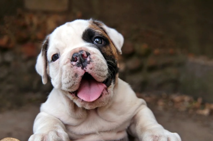 Meet Mabel: The Bulldog Puppy Who Turns ‘Shake’ into a Comedy Show