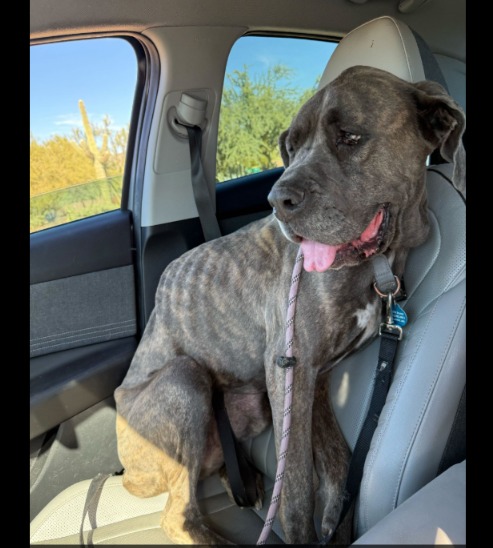 He Stopped — And Saved a Starving Dog’s Life