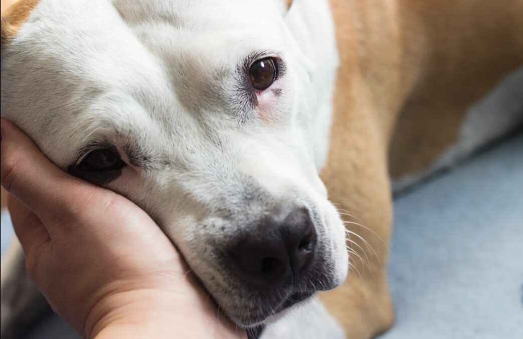 Shaking, Scared, and Saved — How a Foster Mom Helped a Terrified Pup Find Hope