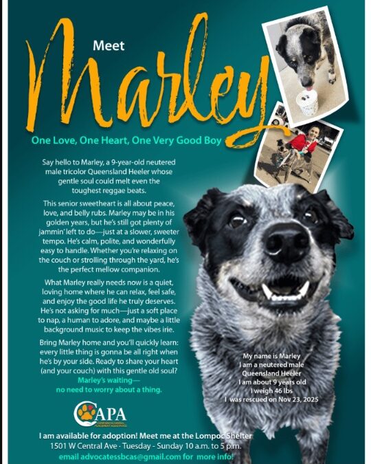 Marley’s Moment: A Sweet-Hearted Companion Waiting to Be Chosen