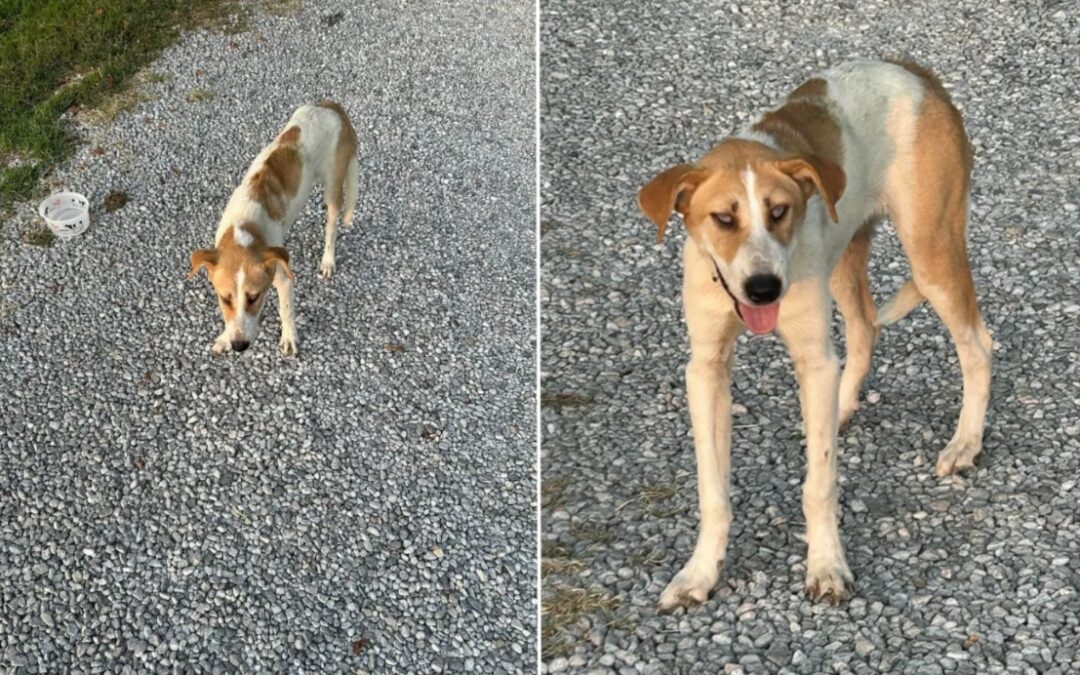 Hope in the Headlights: How a Blind Dog Left on a Rural Road Found a New Life