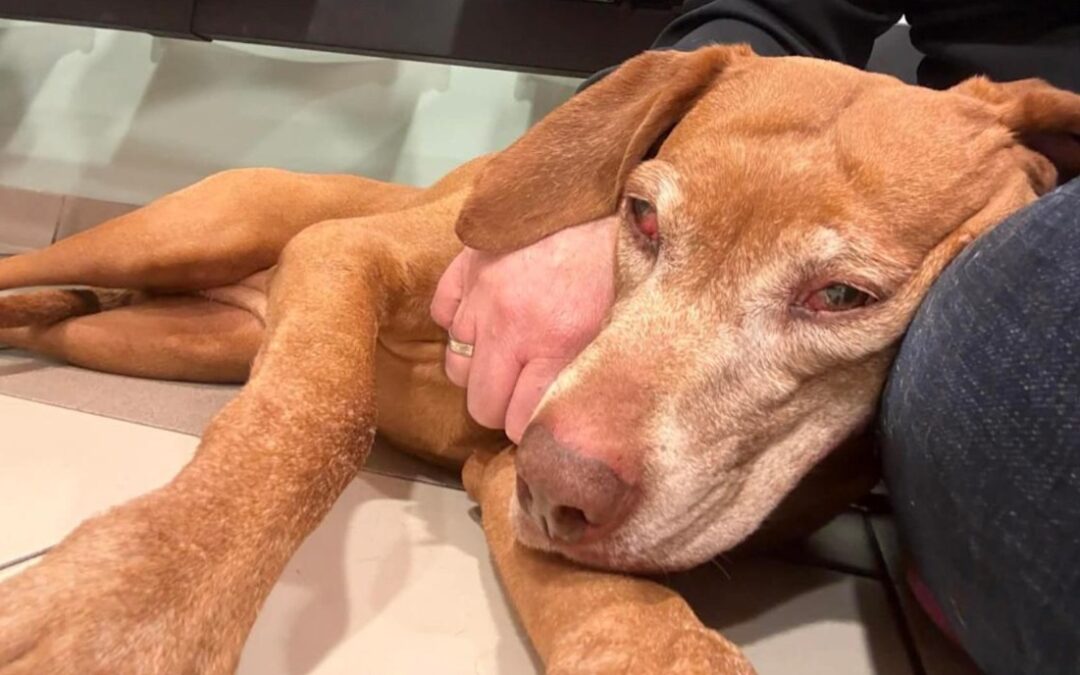 Drugs Littering the Path: Owner Warns Others After Puppy Poisoning Scare