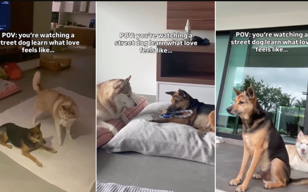 Watch What Happens When a Street Dog Learns He’s Not Alone Anymore