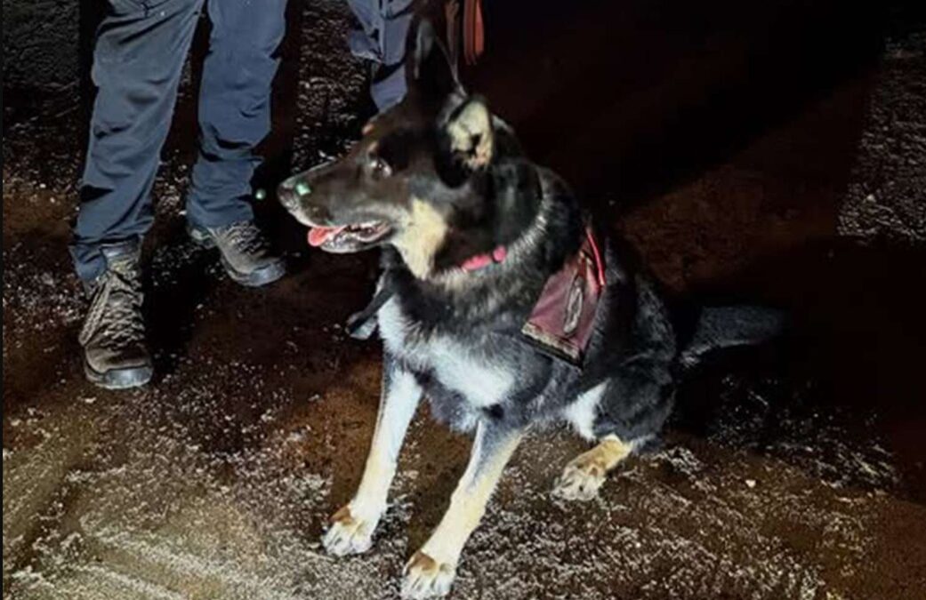 When a Toddler Vanished — a German Shepherd Became Her Lifeline