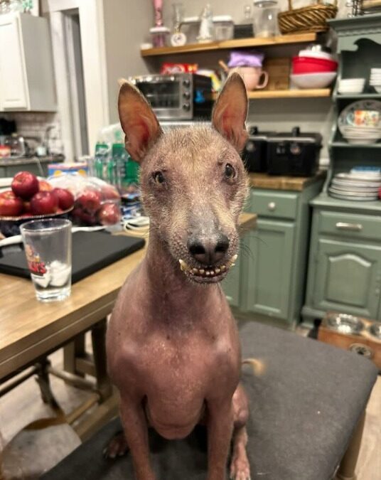 Forest Stray to Family Pup: Meet Nina’s Unthinkable Journey