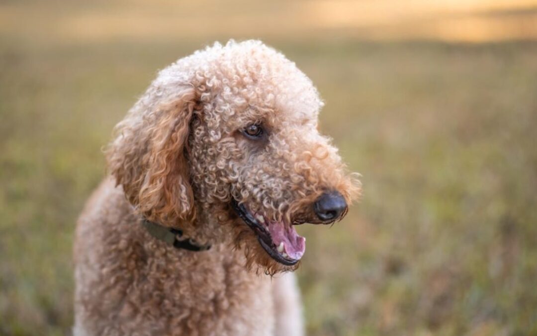 Starving Goldendoodle Claws Her Way Back — Now She’s Full of Love