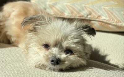 Beyond the Wheels: The Heart-Melting Reason This Two-Legged Dog Will Do Anything for a Blanket
