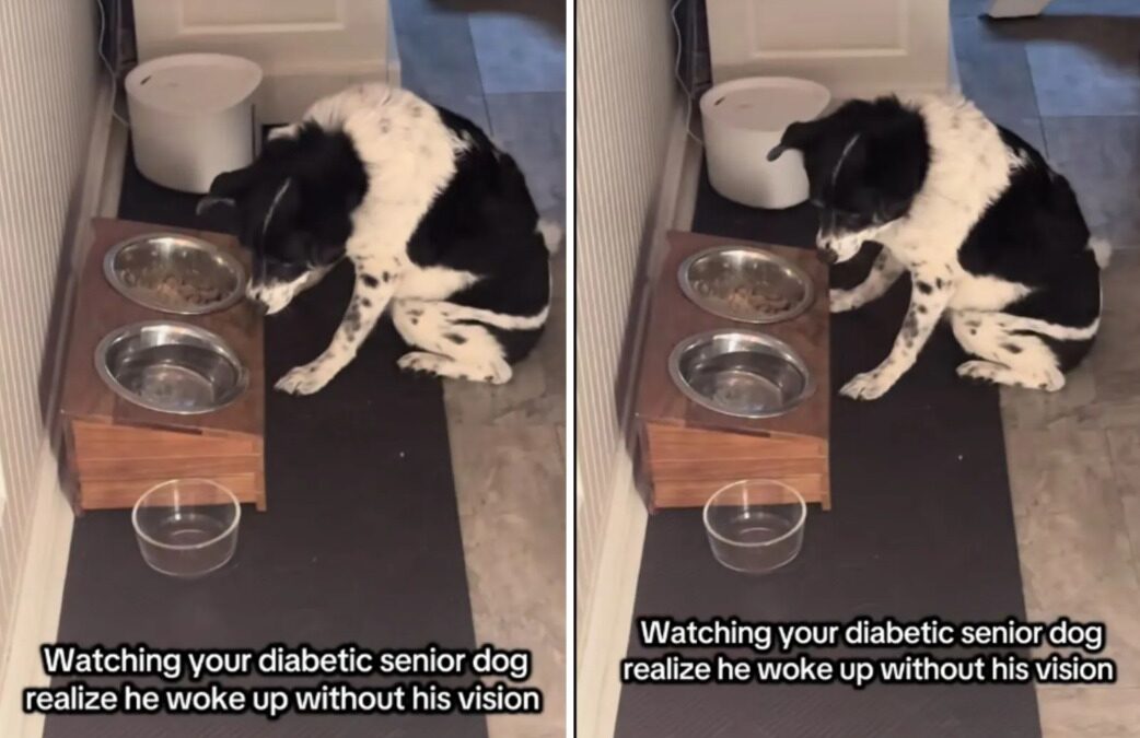 Blind From Diabetes — What This Senior Dog Still Tries to Do Will Break Your Heart