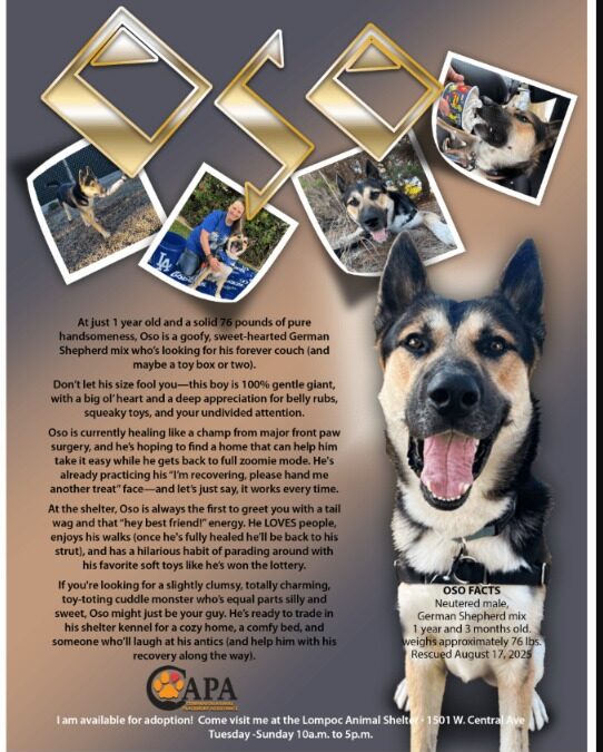 Meet Oso: The 76‑Lb Shepherd Who Refuses to Give Up / His story will melt your heart