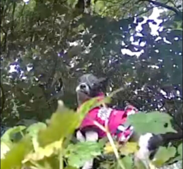 She Was Just a Tiny Dog in a Pink Dress… Until Someone Followed Her