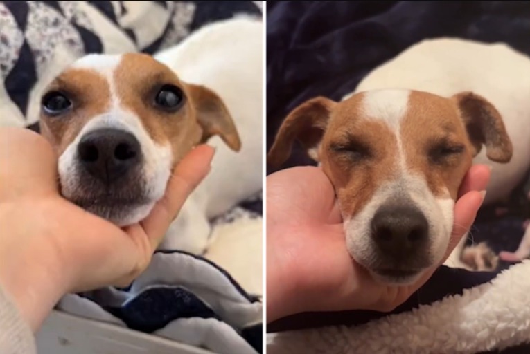 Marked for the Needle — Until Rescue Found a Hidden Miracle Inside Peaches