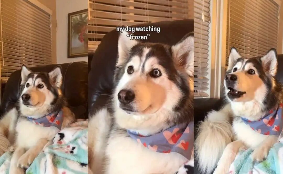 A True Movie Buff: Penelopii’s Frozen Obsession