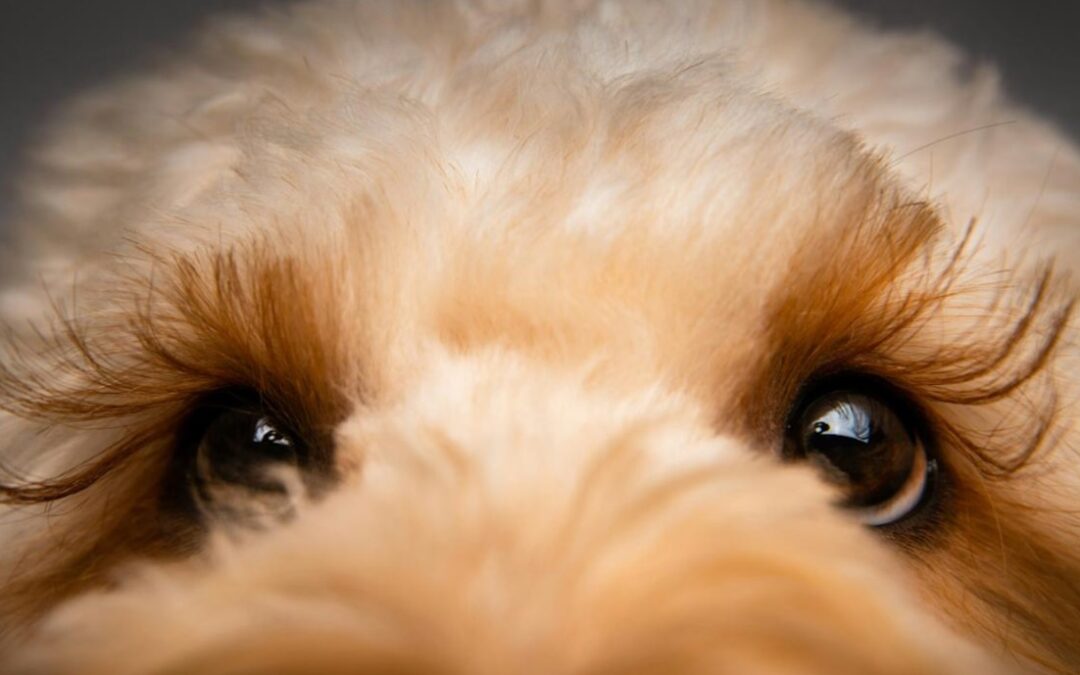 The Ultimate Case of FOMO: Why This 18-Year-Old Rescue Dog Refuses to Miss a Single Second of Love