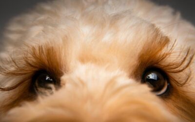 The Ultimate Case of FOMO: Why This 18-Year-Old Rescue Dog Refuses to Miss a Single Second of Love