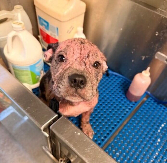 When Hope Heals: The Story of a Puppy Who Went from Pain to Plush