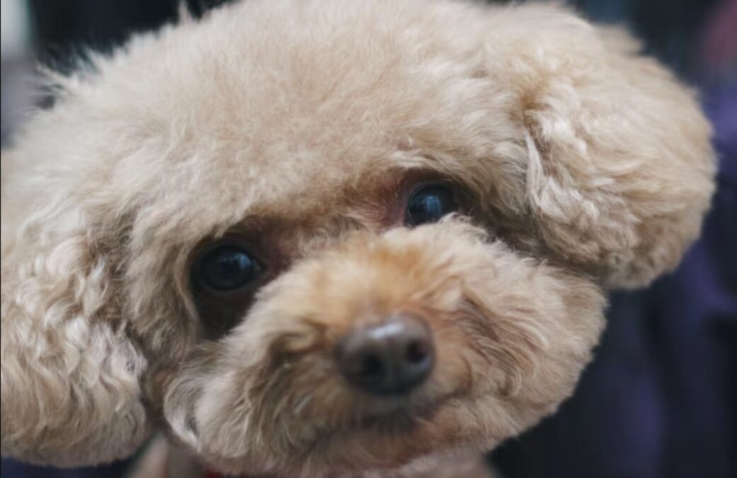 The Queen Has Called: Watch This Teacup Poodle’s Priceless Face When Her Peasants Ignore the Potty Bell