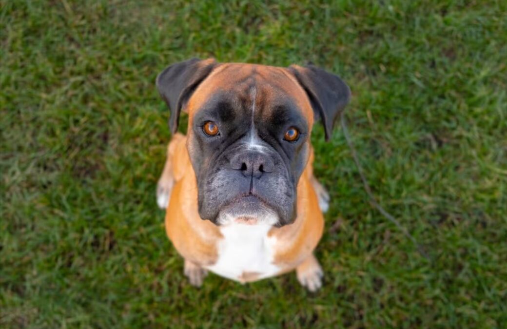 The Grandparent Trap: Watch Poppy the Boxer Manipulate Her Grandma for Snacks and Snuggles
