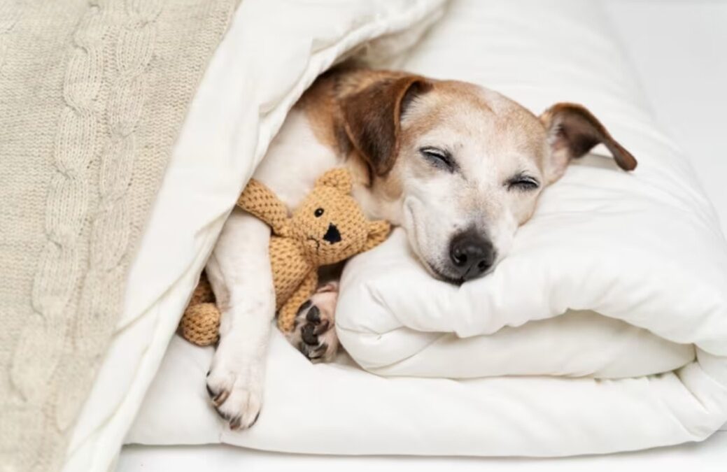 The Simple Joy of Soft Sheets: How One Deaf Dog Realized His Life Had Finally Begun