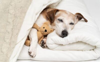 The Simple Joy of Soft Sheets: How One Deaf Dog Realized His Life Had Finally Begun