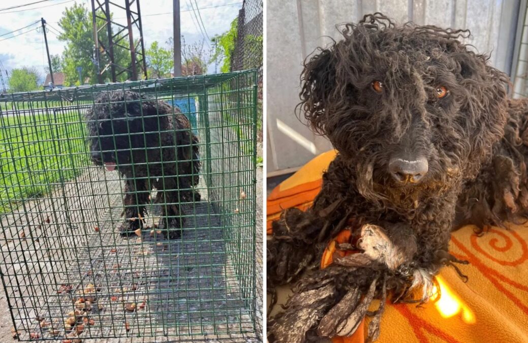 From Matted to Magnetic: Priscilla the Poodle-Cross Proves That Foster Love is the Ultimate Confidence Booster