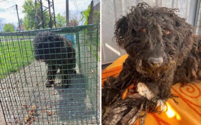From Matted to Magnetic: Priscilla the Poodle-Cross Proves That Foster Love is the Ultimate Confidence Booster
