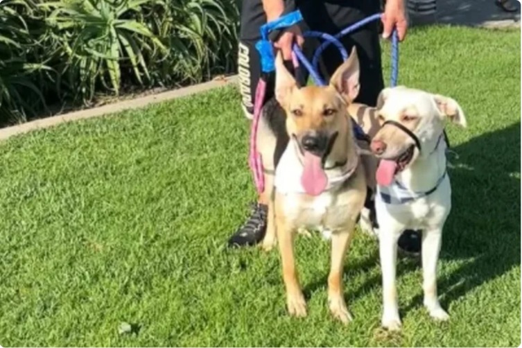 Finding Finn: The Heart-Wrenching Story of Pip, the Dog Who Lost Everything but Found a Soulmate