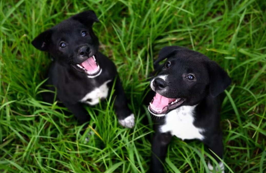 Roadside Rescue: Meet the Puppies Who Found Hope and a Home