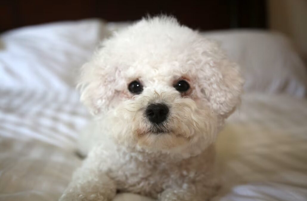 A Groomer, A Doorway and a Whole Lot of Trust to Earn