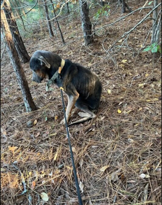 Frozen, Alone, Forgotten — Until Compassion Pulled Her Back