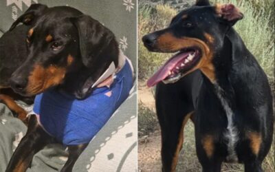 The Mystery of the Trail: Ringo’s Fight for Survival