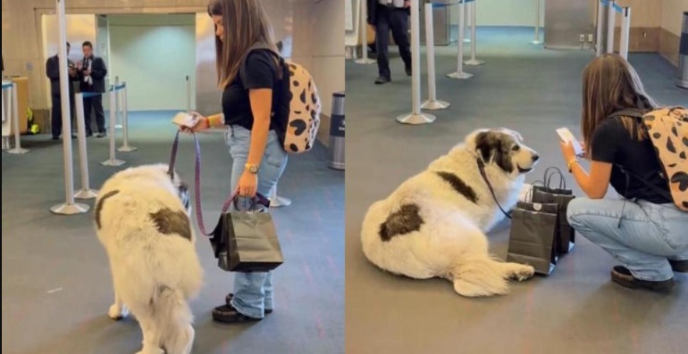 The Calm in the Terminal: The Giant, Gentle Traveler Who Taught an Entire Airport How to Relax