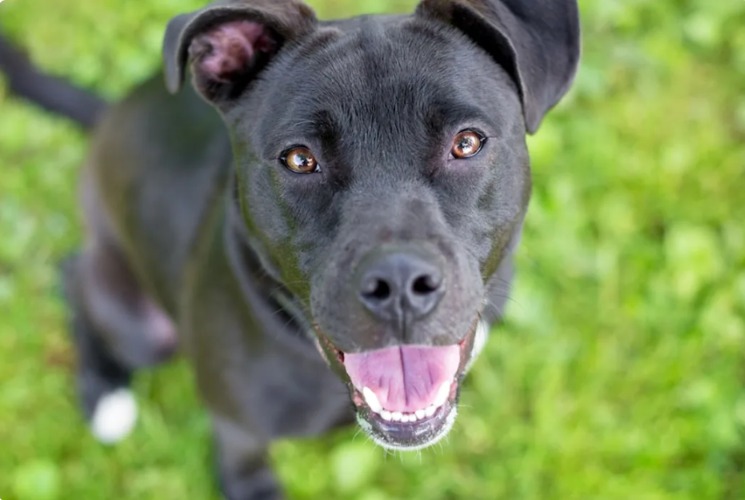 When The Alarm Is Her Tail Wag — How One Rescue Dog Greets Dawn
